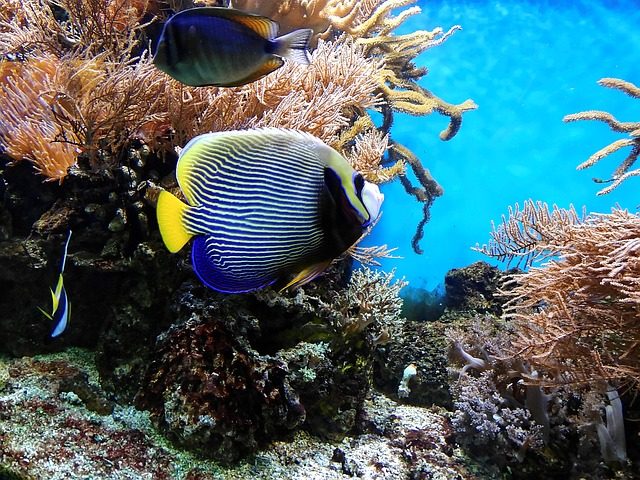 aquarium connecticut